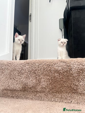 British Shorthair cats - Advert 10