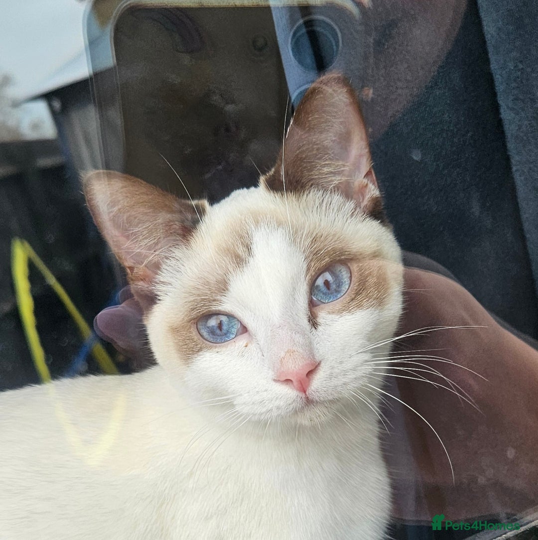 Snowshoe cats for sale: Rare Pedigree Chocolate point snowshoe kitten - Advert 1