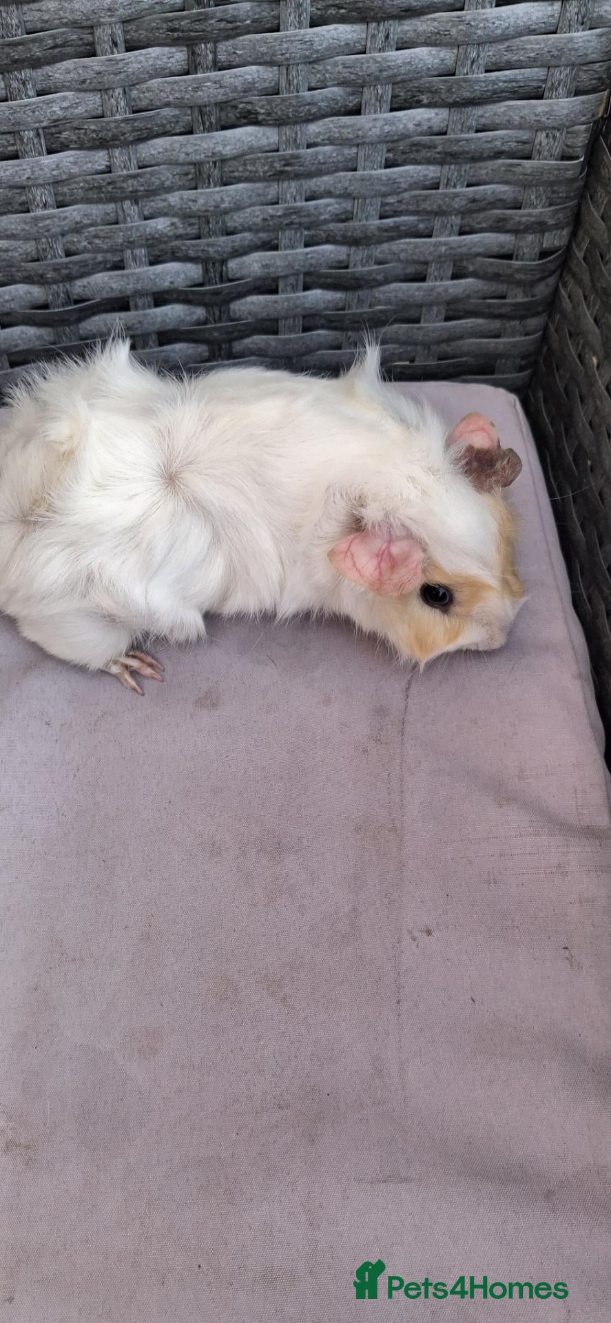 Guinea Pig rodents for sale: 1 baby girl guinea pigs and 1 boy - Advert 10