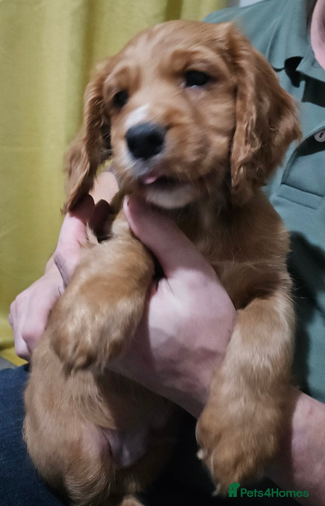 Cocker Spaniel dogs for sale: 5 stunning Cocker Spaniel puppies for sale.  - Advert 36
