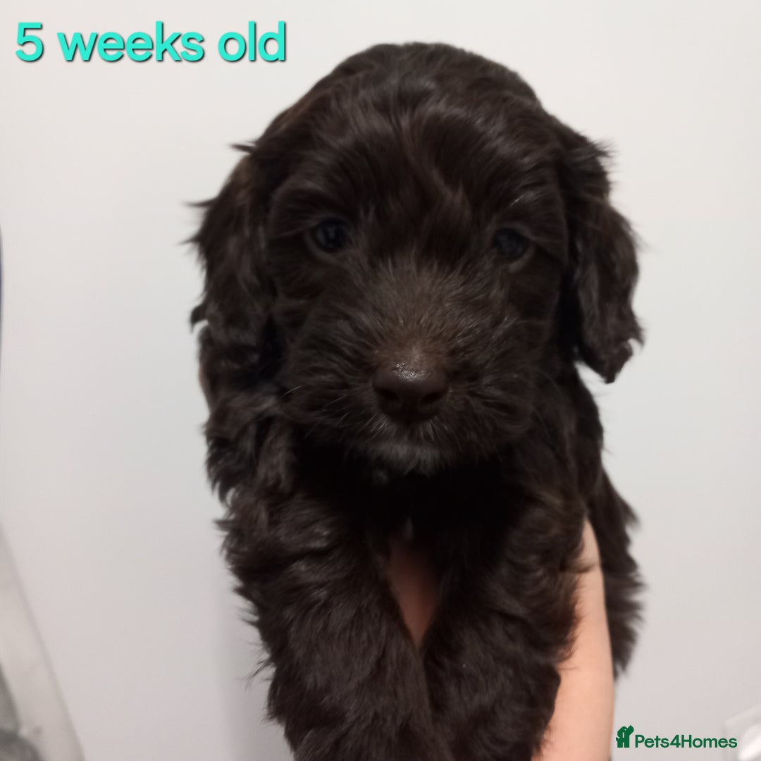 Cockapoo dogs for sale: cockapoo puppies  - Advert 5