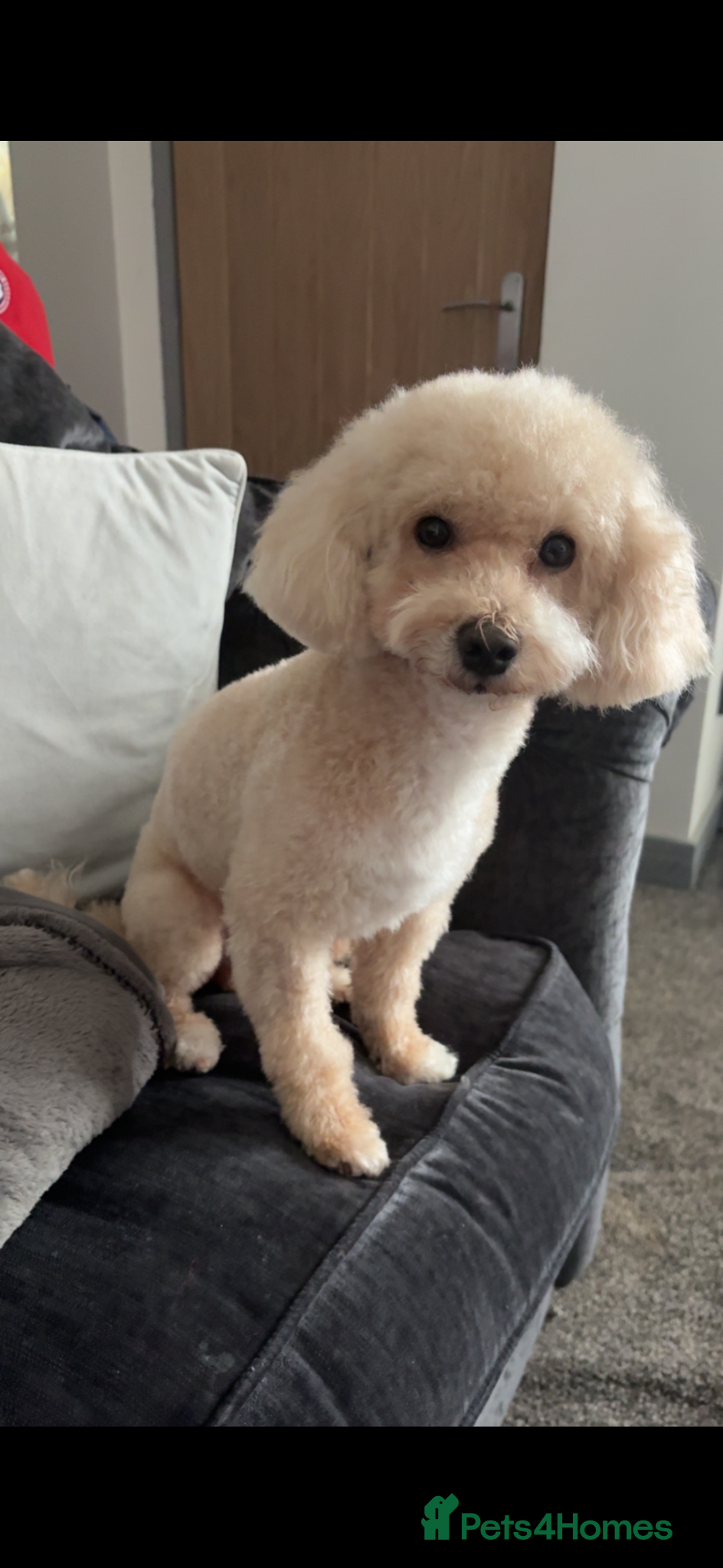 Poochon dogs Dog for stud  - Advert 1