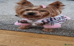 Yorkshire Terrier dogs for sale: 1 boy and 3 girl  Yorkshire terrier puppies  - Image 7