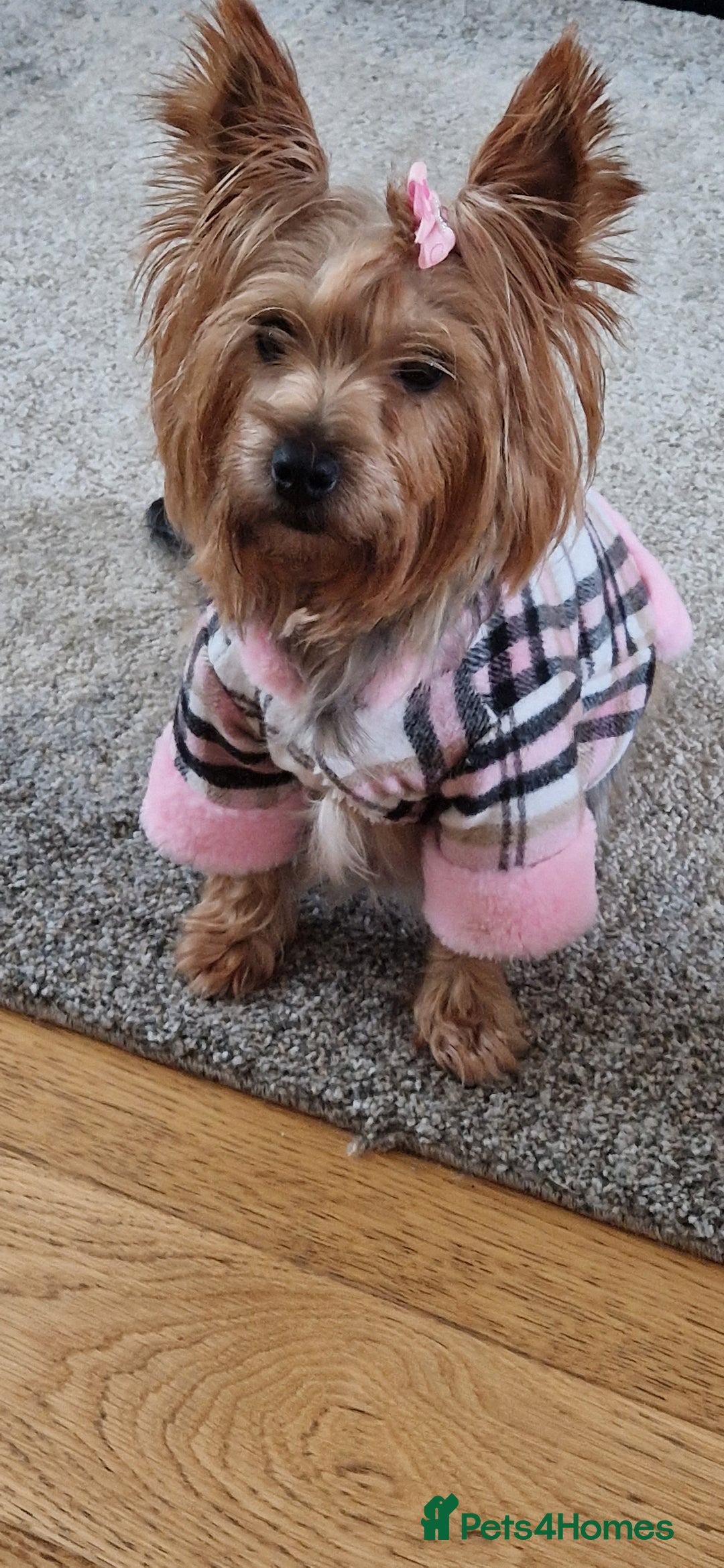 Yorkshire Terrier dogs for sale: 1 boy and 3 girl  Yorkshire terrier puppies  - Image 7