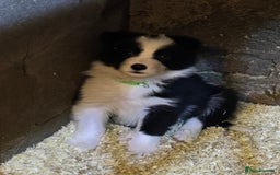 Border Collie dogs for sale: Beautiful Border Collie Pups - Image 10