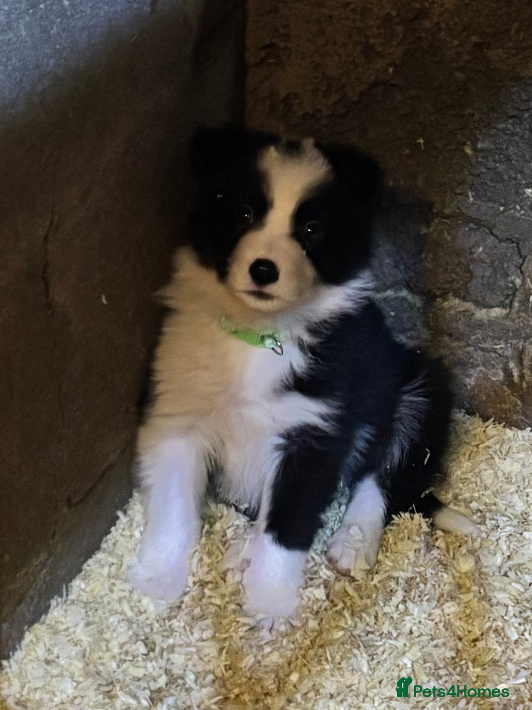 Border Collie dogs for sale: Beautiful Border Collie Pups - Image 10