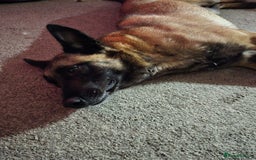 Belgian Shepherd Dog dogs for sale: Calm, loving Athena - Image 13