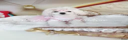 Maltese dogs for sale: Tiny KC Reg. Korean Show line puppies!  - Advert 10
