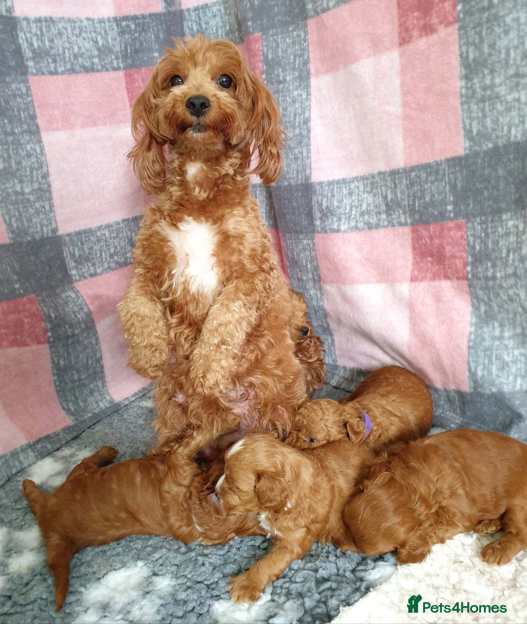 Mixed Breed dogs for sale: F1bb Cotonoodle, health tested parents red/apricot - Advert 6