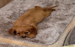 Cockalier dogs for sale: Gorgeous Cockalier Puppies… - Image 11