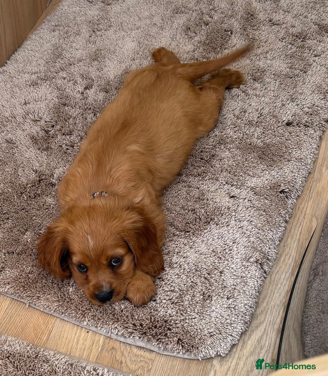 Cockalier dogs for sale: Gorgeous Cockalier Puppies… - Image 11