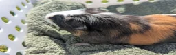 Guinea Pig rodents for sale: Beautiful guinea pigs  - Advert 8