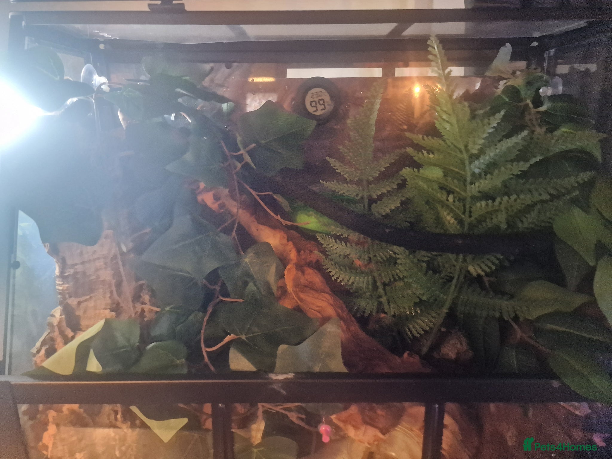 Gecko reptiles for sale: 8x Crested geckos/Full collection available!  - Advert 27