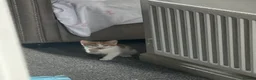 Mixed Breed cats for sale: Kitten  in Bedford - Advert 8