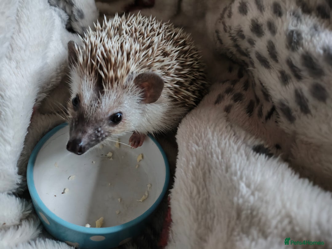 Pygmy Hedgehog rodents for sale: Pygmy hedgehog and cage - Image 3