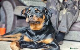 Mixed Breed dogs for sale: Rottweiler x German Shepherd pups ready to go  - Image 5