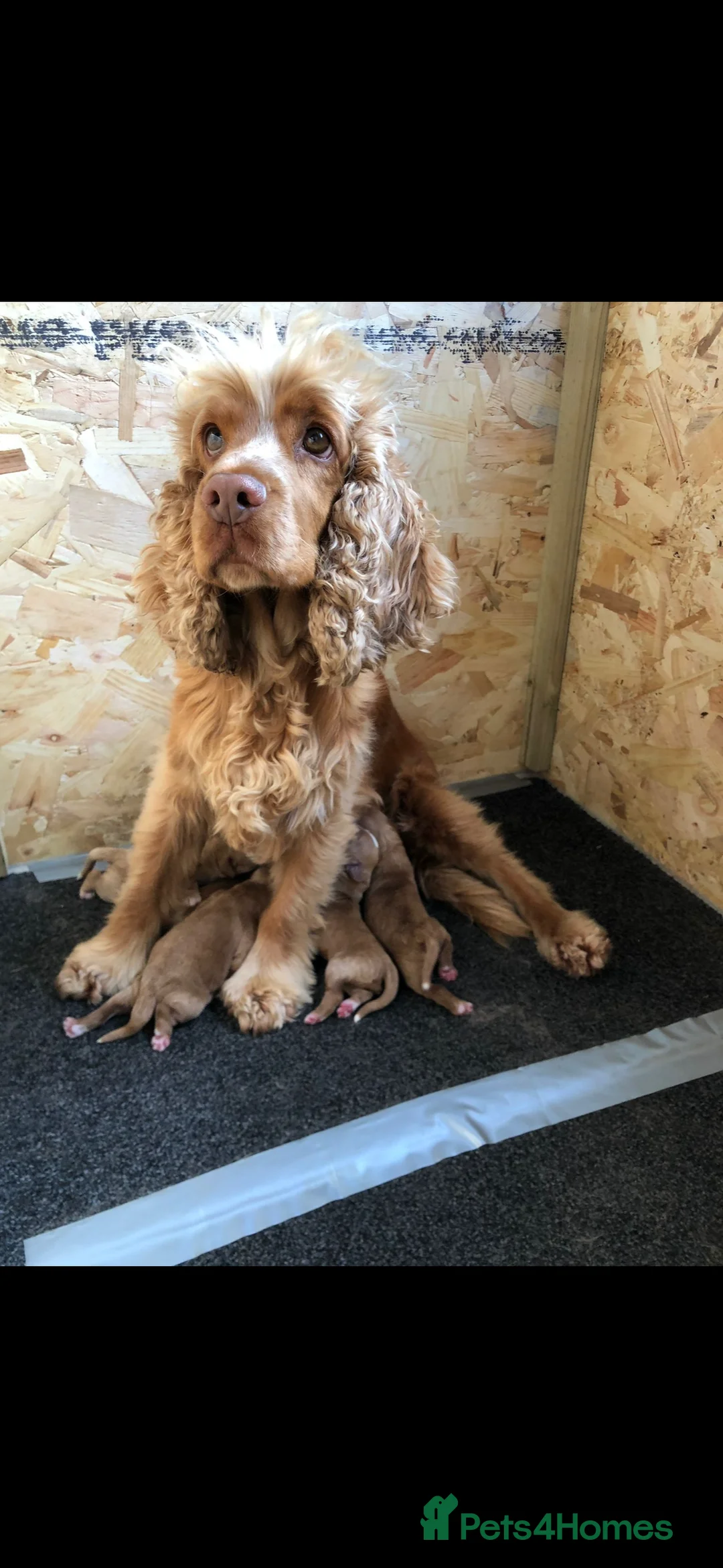 Cockapoo dogs for sale: 5 year old cockerpoo - Teddy in Ware - Advert 2