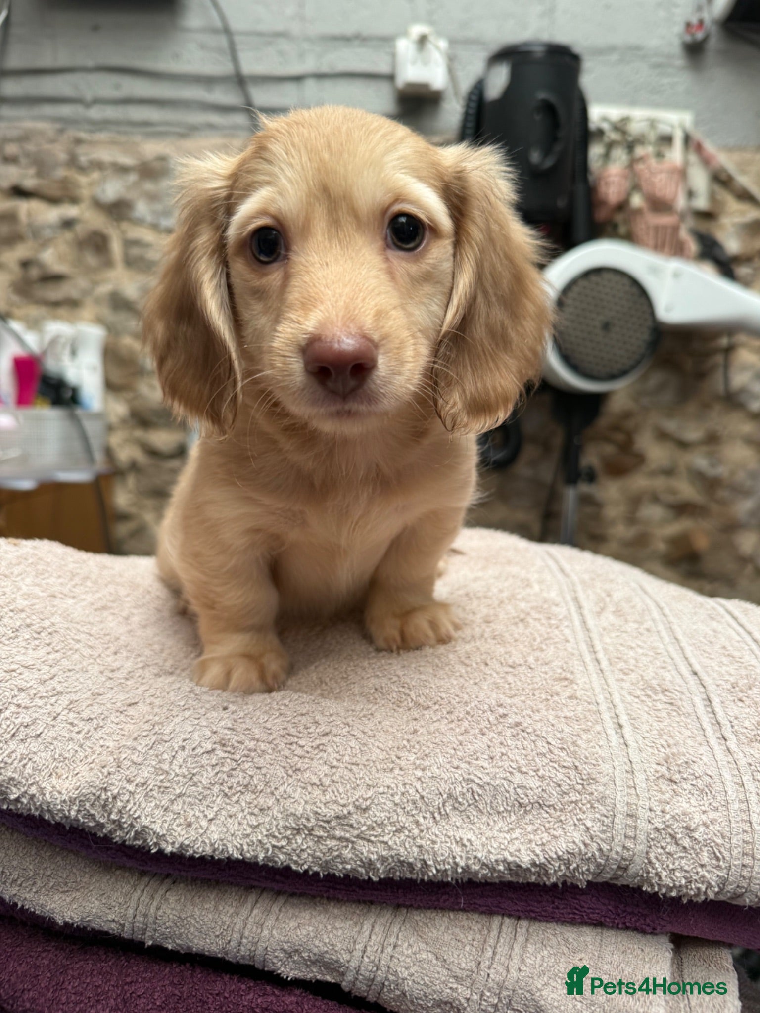 Miniature Dachshund dogs 2 boys ready to leave still available  - Advert 2