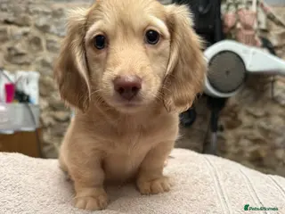 Miniature Dachshund dogs 2 boys ready to leave still available - Advert 2