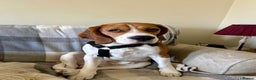 Beagle dogs for stud: Pure beagle for stud  in Warwick - Advert 10