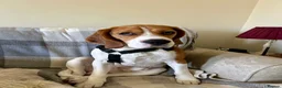 Beagle dogs for stud: Pure beagle for stud  in Warwick - Advert 10