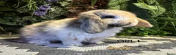 Mini Lop rabbits for sale: 🐰MINI LOPS AVAILABLE TO RESERVE🐰 - Advert 1
