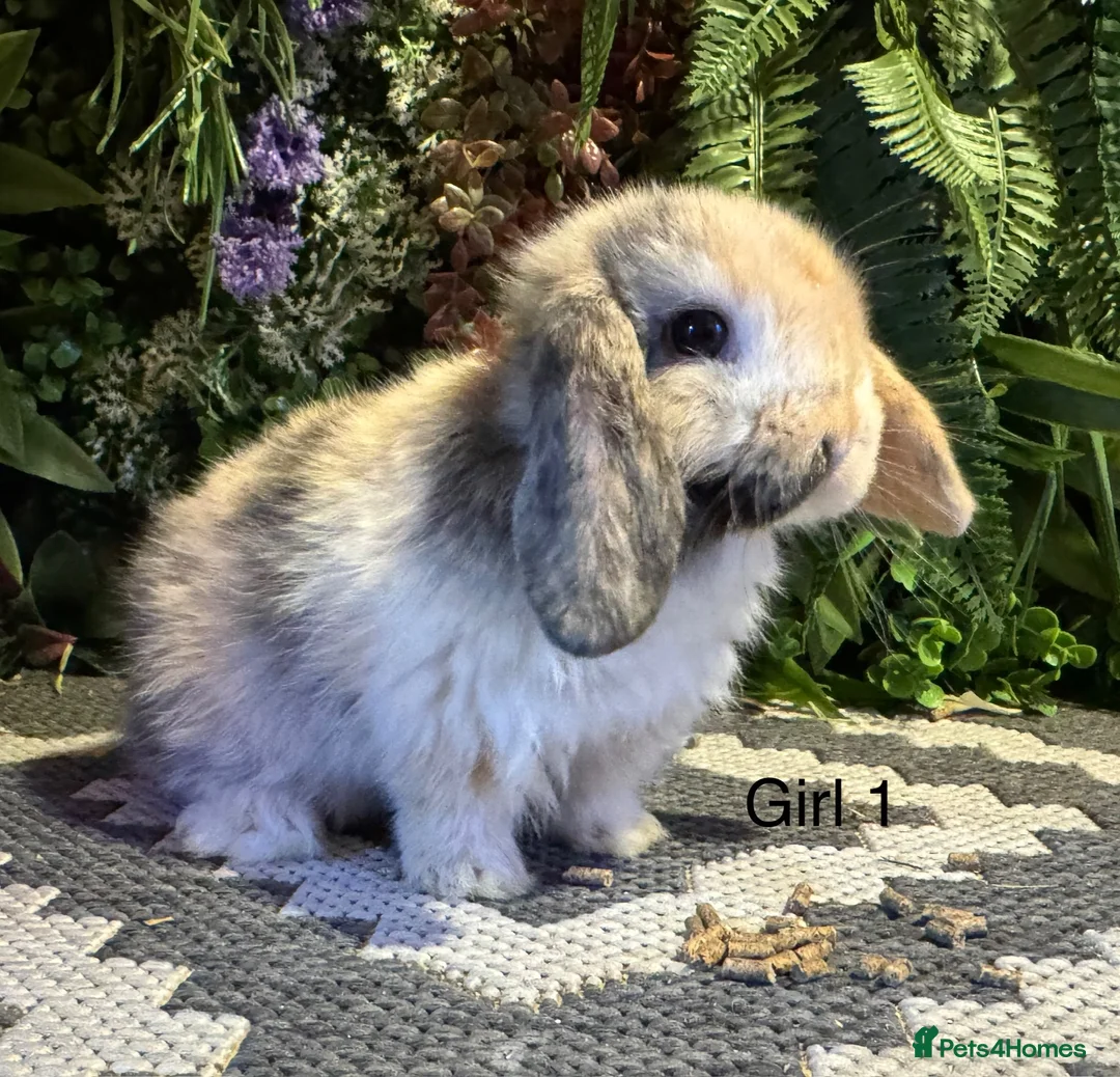 Mini Lop rabbits for sale: 🐰MINI LOPS AVAILABLE TO RESERVE🐰 - Advert 1