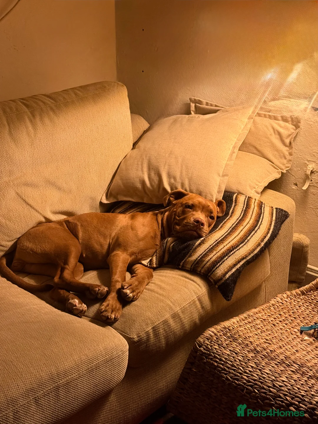 Mixed Breed dogs for sale: Sweetest girl looking for her forever home  - Advert 7