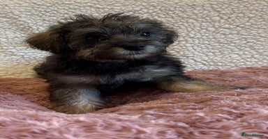 Schnoodle dogs - Advert 8