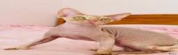 Devon Rex cats for sale: very beautiful Devon Rex boy - Advert 3