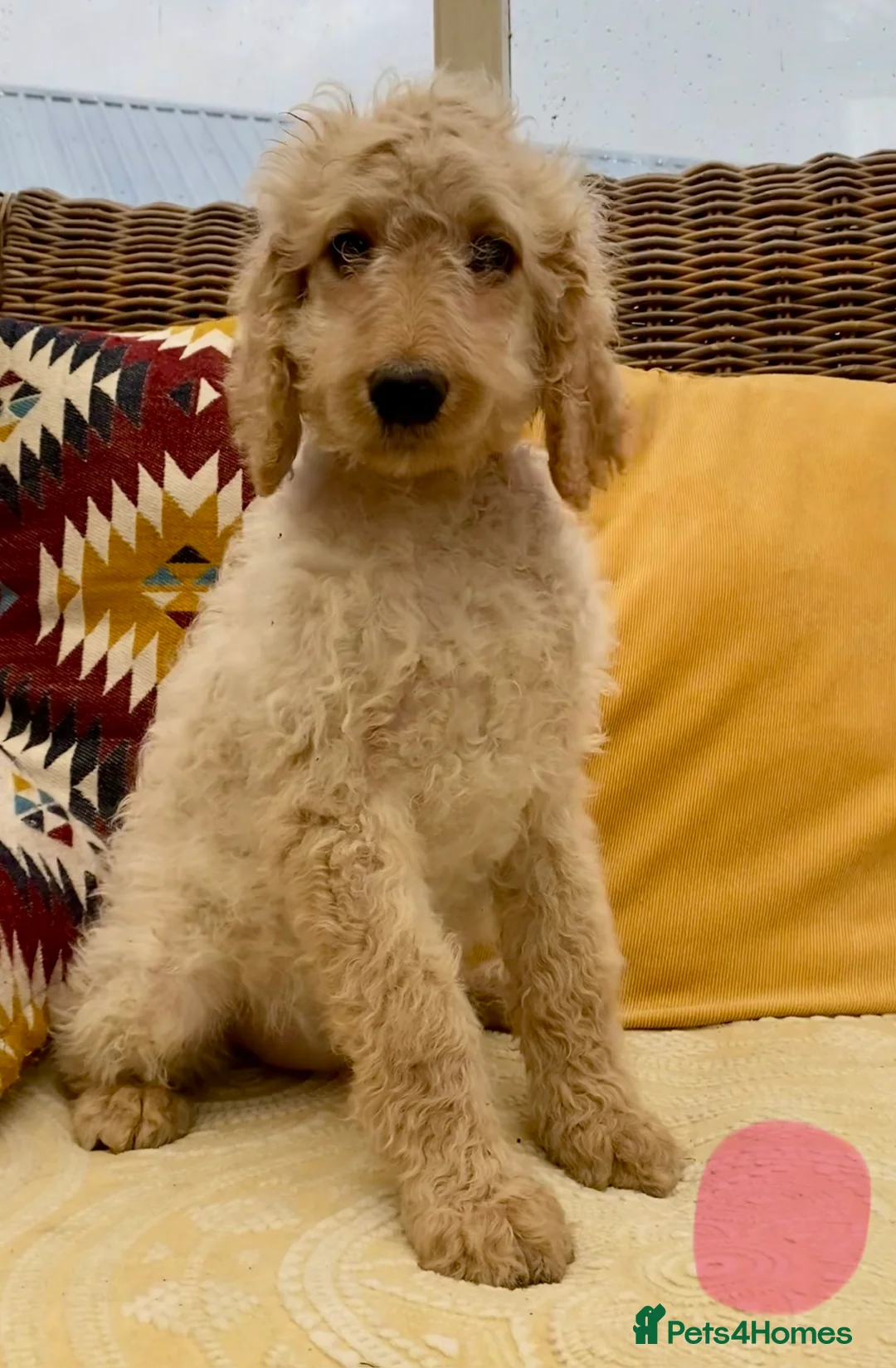 Irish Doodle dogs for sale: Standard Irish Doodle Puppies in Launceston - Advert 1