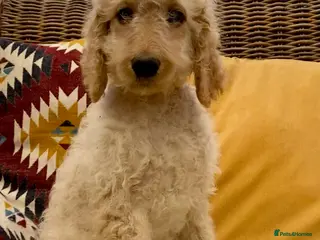 Irish Doodle dogs Standard Irish Doodle Puppies - Advert 1