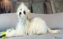 Maltese dogs for sale: Perfect, sweet, petite and handsome young man  - Image 3