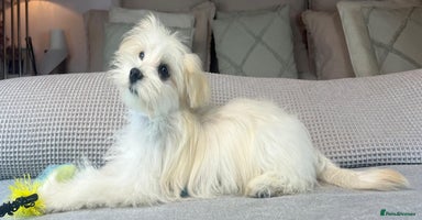 Maltese dogs - Advert 1