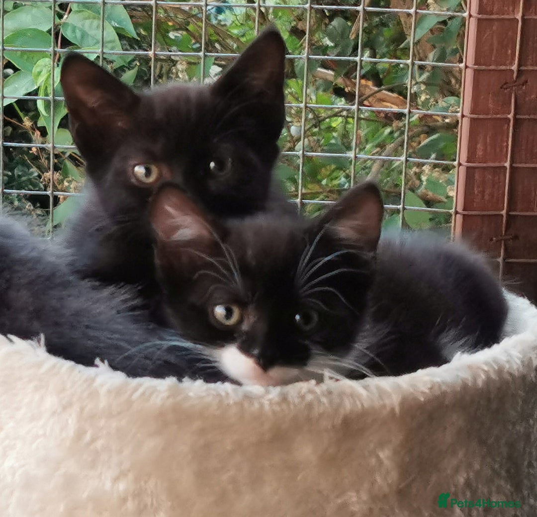 Mixed Breed cats for adoption: Apricot and Peach - sister kittens - Image 7