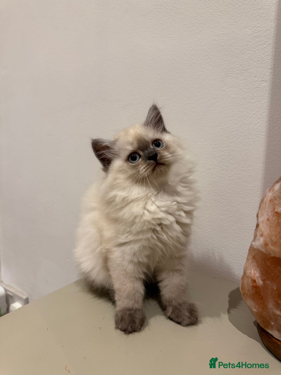 British Longhair cats for sale: British long hair female  - Image 8