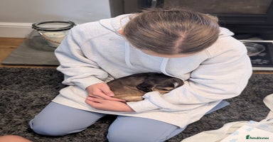 Cocker Spaniel dogs Quality Bred Show Type Cocker Spaniel Puppies - Advert 2