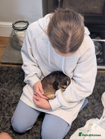 Cocker Spaniel dogs Quality Bred Show Type Cocker Spaniel Puppies - Advert 1