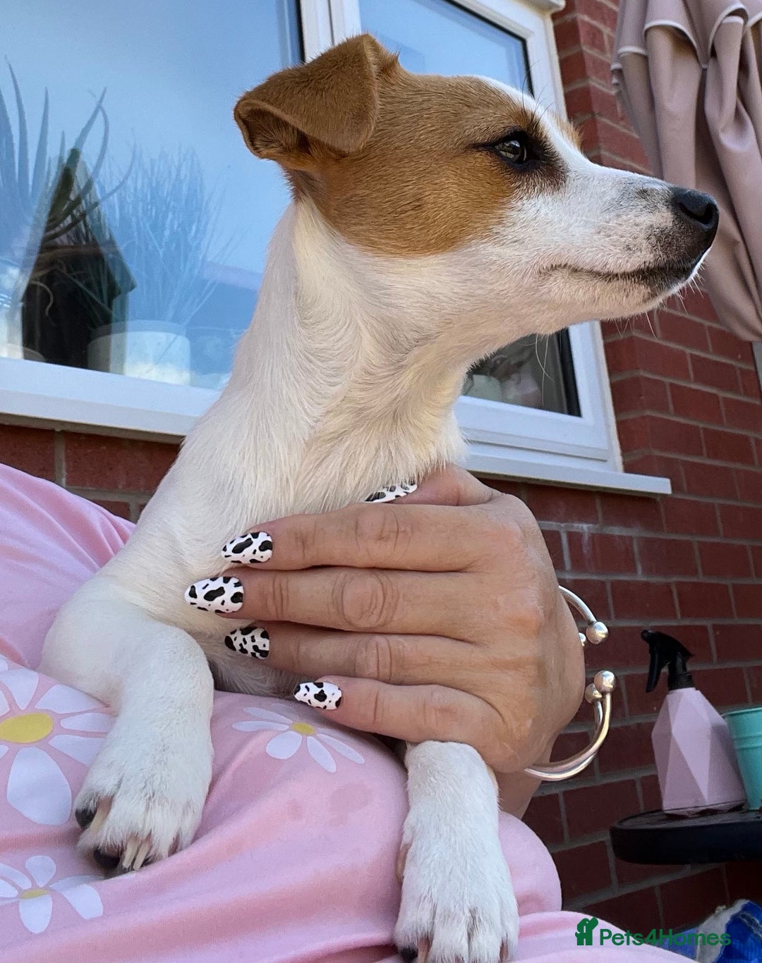 Jack Russell dogs for sale: Stunning Jack Russel girl Puppy - Image 5