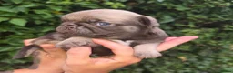 Pug dogs for sale: Royal Blue Litter - Exclusive Showline  - Advert 17