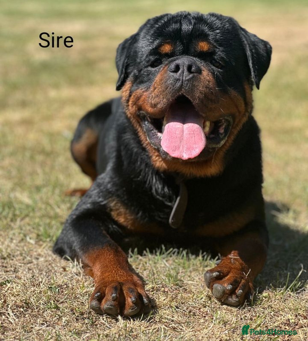 Rottweiler dogs for sale: Exceptional KC Registered Ch bloodline Rottie pups - Advert 5