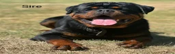 Rottweiler dogs for sale: Exceptional KC Registered Ch bloodline Rottie pups - Advert 5