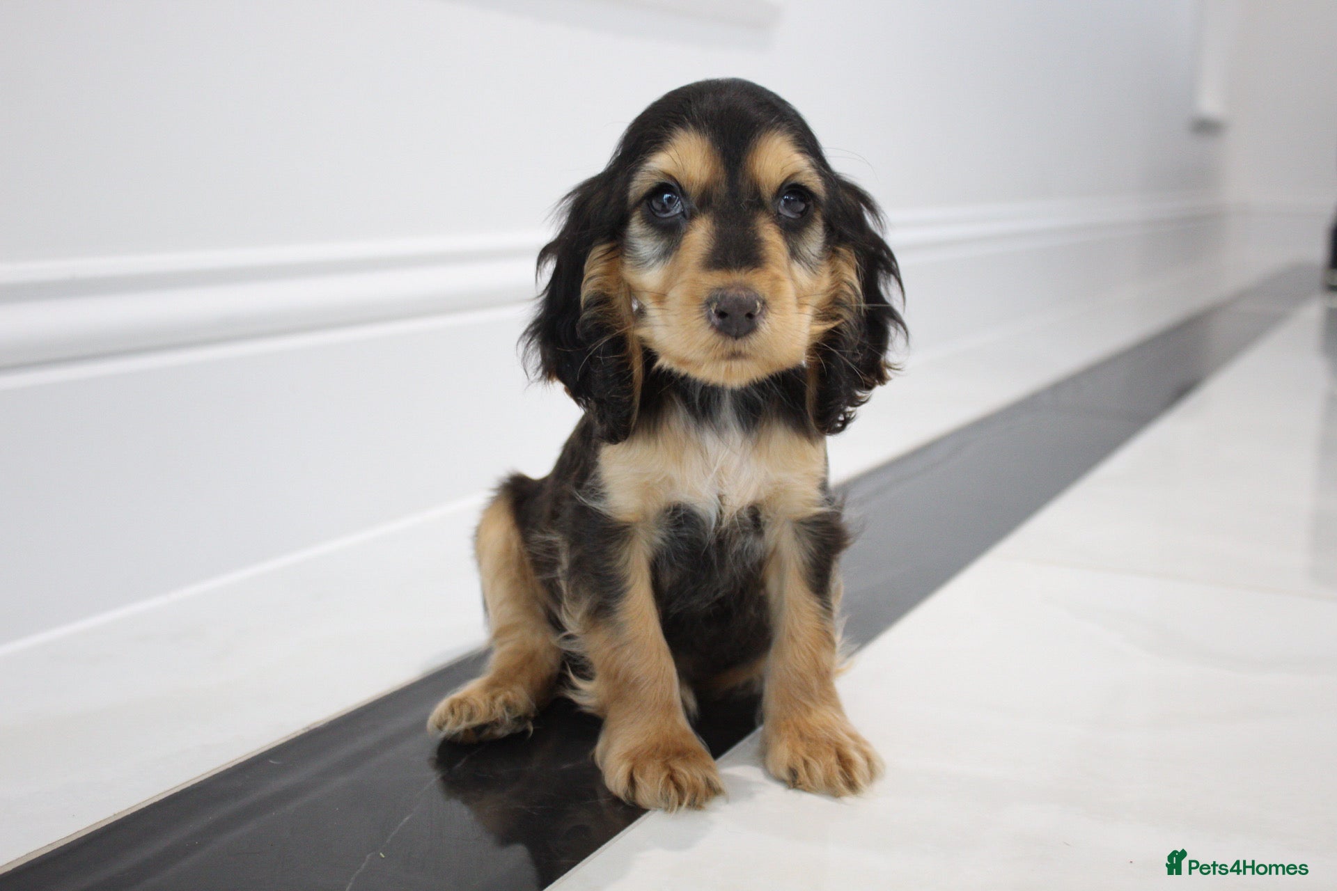 Cocker Spaniel dogs Now Ready! Kc Registered puppies - Advert 16