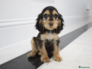 Cocker Spaniel dogs Now Ready! Kc Registered puppies - Advert 16