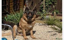 German Shepherd dogs for sale: New home urgently needed for 5yr old male GSD - Image 1