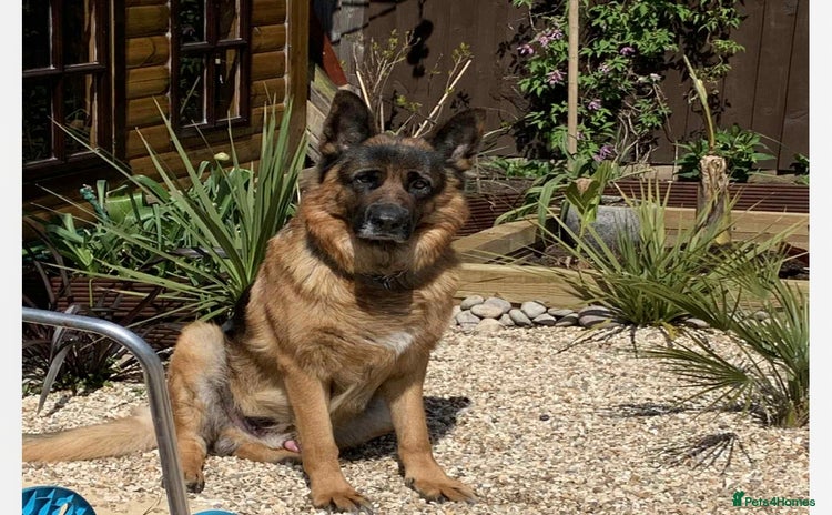 German Shepherd dogs - Advert 1
