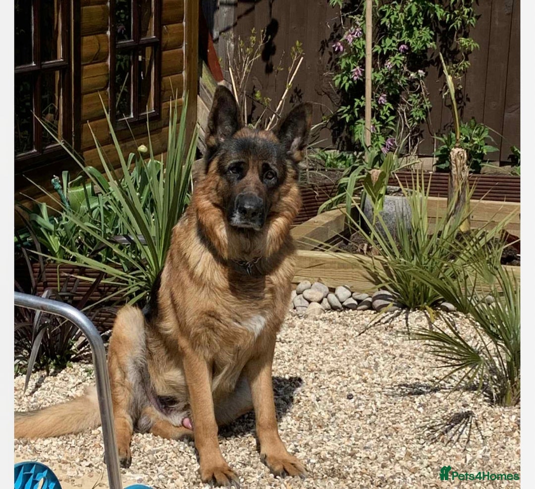 German Shepherd dogs for sale: New home urgently needed for 5yr old male GSD - Image 1