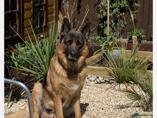 German Shepherd dogs - Advert 1