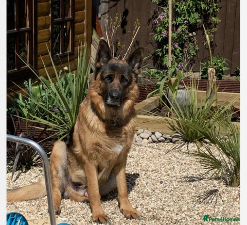German Shepherd dogs - Advert 1