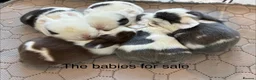 Mini Lop rabbits for sale: Beautiful Mini Lop Babies – Cornwall 🐰❤️ - Advert 7